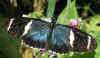 butterflies 11.jpg (95380 bytes)