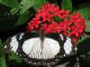 butterflies 13.jpg (100150 bytes)