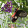 butterflies 14.jpg (104779 bytes)