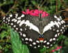 butterflies 16.jpg (136578 bytes)