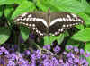butterflies 2.jpg (137237 bytes)