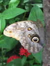 butterflies 3.jpg (114075 bytes)
