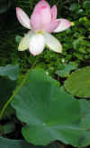 water lilies 3.jpg (88267 bytes)