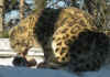 zoo 4 snow leopard.jpg (99061 bytes)