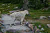 GlacierNP_2006_213.jpg (370649 bytes)