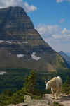 GlacierNP_2006_220.jpg (235450 bytes)