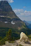 GlacierNP_2006_221.jpg (254960 bytes)