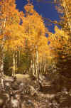1980-09 Rocky Mtn NP 011 Flat Top Mtn Tr Aspens.jpg (342023 bytes)