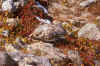 1980-09 Rocky Mtn NP 012 Ptarmigan.jpg (284567 bytes)