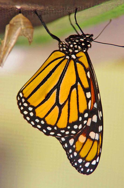 Monarch_2.JPG