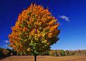 Fall_Color_Tamarack_01