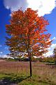 Fall_Color_Tamarack_12