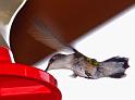 hummingbird-1