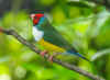 P4044041(GouldianFinch).jpg (115333 bytes)