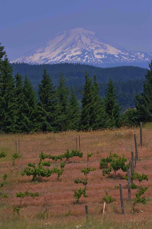 Vineyard_Adams.JPG