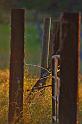 Fence_Posts_1