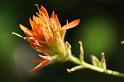 Penn_Hike_02_Paintbrush