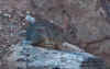 IMG_8387_50.jpg (130195 bytes)