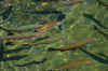 IMGP5858_50.jpg (471911 bytes)