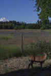 front yard buck.jpg (690195 bytes)