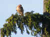 IMG_2688.jpg (323569 bytes)