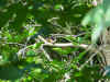 IMG_2976.jpg (347302 bytes)