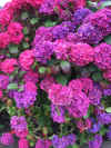IMG_1878.jpg (497824 bytes)