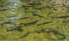 P8030310.jpg (427333 bytes)