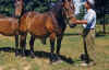 1953 Berts Farm 276 Jerry and Barney and Bert Glenwood WI.jpg (278864 bytes)
