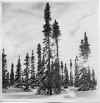 AD-301 Goose Bay Labr Black Spruce.jpg (267327 bytes)