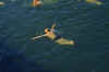 1952-3 Japan 138 Swimming in the ea nr unknown Island.jpg (109388 bytes)