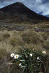 RWT 0034 024-38 New Zealand Ngaurahoe.jpg (771491 bytes)