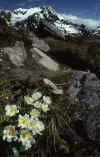 RWT 0045 041-12 New Zealand Arthurs Pass Hike.jpg (735728 bytes)