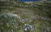 RWT 0060 065-17 Australia Mt Kosciusko.jpg (1105281 bytes)