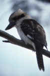 RWT 0075 080-38 Australia Kookaburra.jpg (428698 bytes)