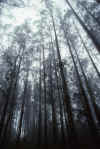 RWT 0081 088-24 Australia Dandenongs.jpg (744835 bytes)