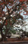 RWT 0131 127-14 Thailand Flame Tree.jpg (982942 bytes)