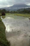 RWT 0150 143-23 Nepal Rice Paddy.jpg (622957 bytes)
