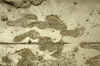 RWT 0152 144-26 Nepal Footprints.jpg (958626 bytes)