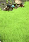 RWT 0155 146-35 Nepal Rice Planters.jpg (941152 bytes)