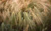 RWT 0172 183-03 Nepal Dew Barley.jpg (820282 bytes)