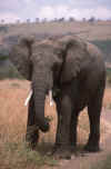 RWT 0183 197-32 Kenya Elephant.jpg (640340 bytes)
