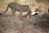 RWT 0187 200-17 Kenya Mara Cheetahs.jpg (761970 bytes)