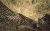 RWT 0188 200-27 Kenya Mara Cheetahs.jpg (575639 bytes)