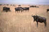 RWT 0189 201-36 Kenya Mara Wildebeest.jpg (726190 bytes)