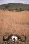 RWT 0190 203-03 Kenya Buff Skull.jpg (617664 bytes)