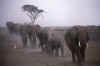 RWT 0196 210-11 Kenya Amboseli Elephants.jpg (527560 bytes)