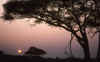 RWT 0197 212-11 Kenya Acacia Sunset.jpg (639423 bytes)