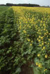 RWT 0218 247-21 Germany 1 Flowery Field.jpg (855467 bytes)