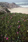 RWT 0242 304-07 Portugal Ice Plant.jpg (744784 bytes)